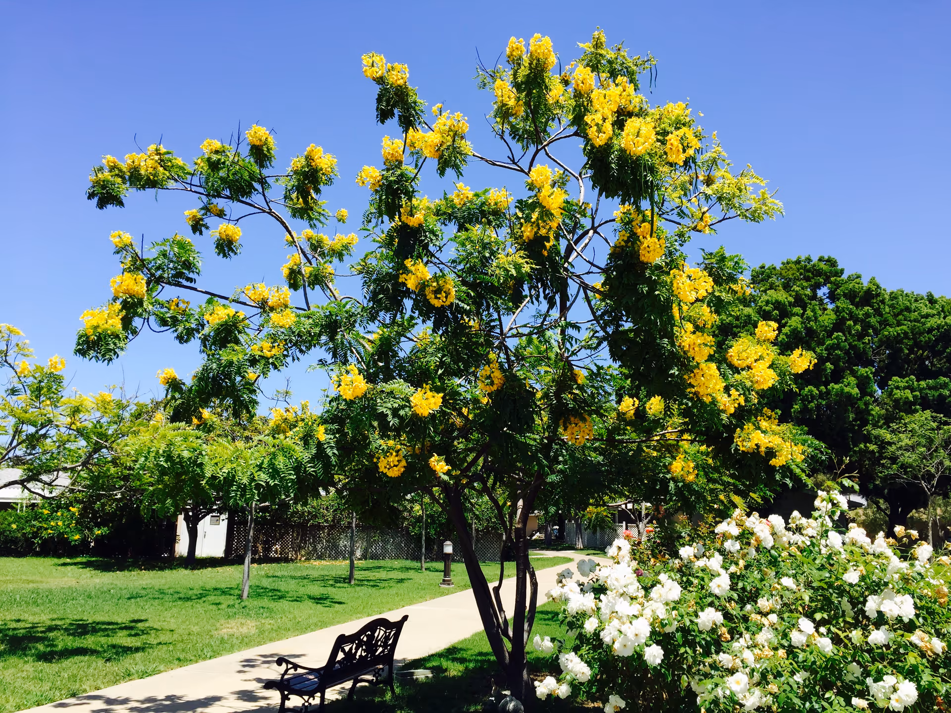 A sunny outdoor garden area with a tree full of yellow flowers next to a paved walkway. There is a black metal bench on the left side of the walkway and white flowering bushes on the right. The sky is clear and blue.