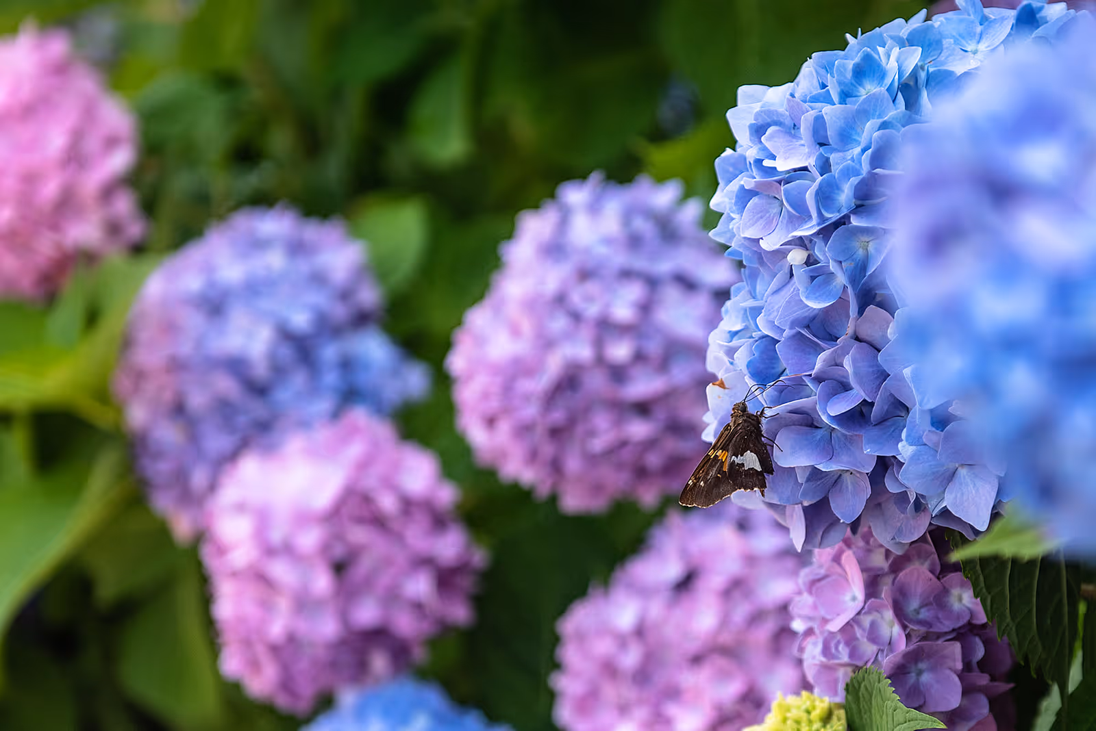 Close-up of colorful hydrangea flowers in shades of blue, purple, and pink with a small brown and white butterfly perched on one of the blue flowers, surrounded by green leaves.