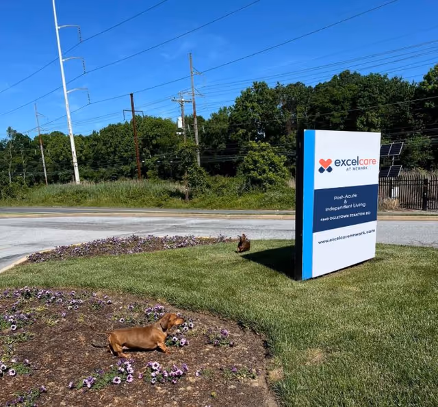 Sign for Excelcare at Newark on a grassy lawn with two small brown dachshunds lounging among flowerbeds under a clear blue sky.