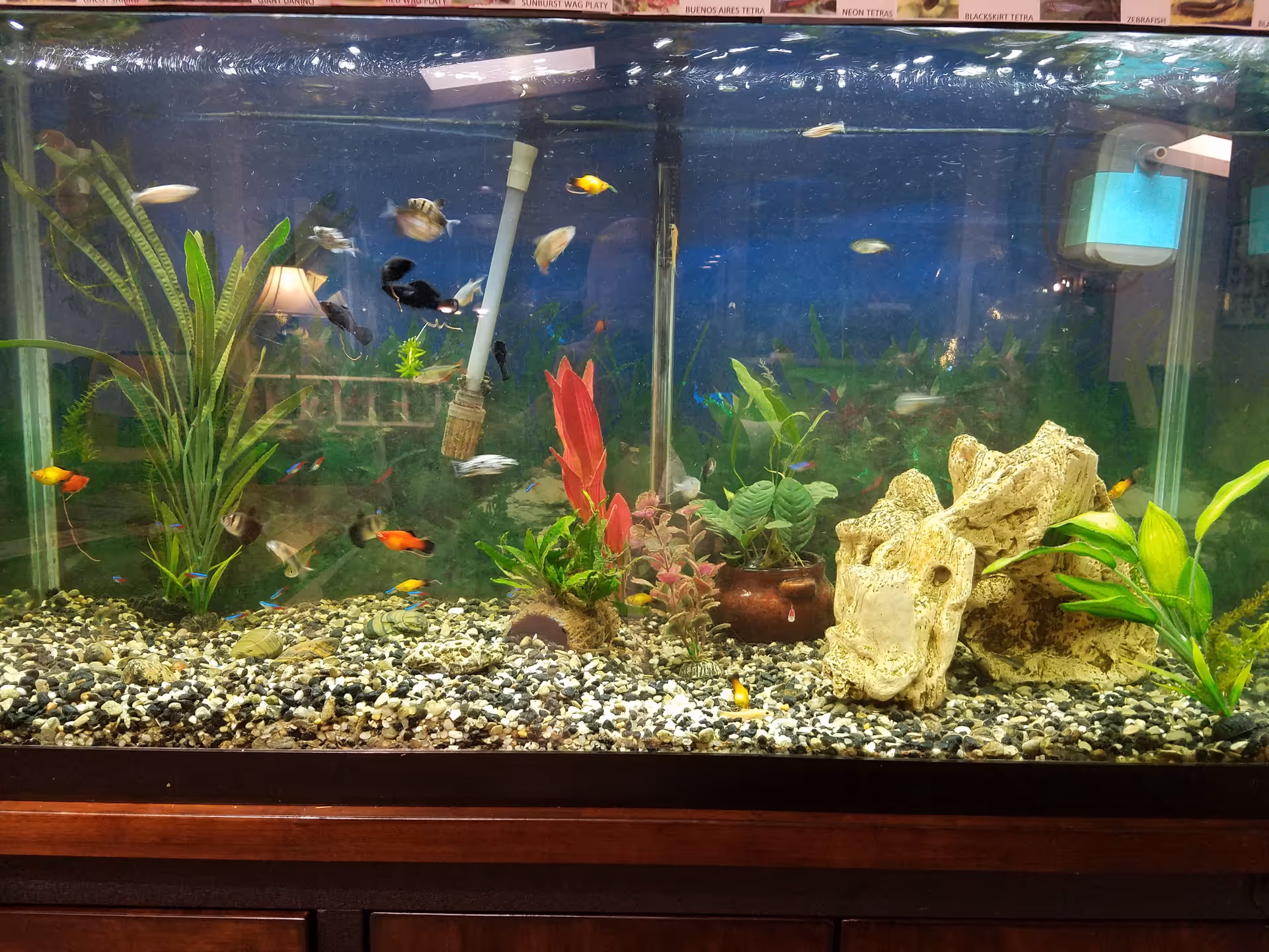 A large aquarium filled with various colorful fish, aquatic plants, and decorative rocks. The tank has a gravel substrate and is placed on a wooden cabinet. The background shows reflections of a room with furniture and lighting.