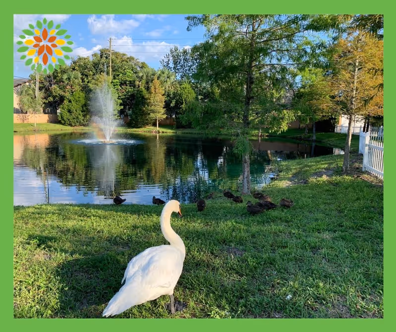 A serene outdoor scene featuring a white swan standing on green grass near a pond with a water fountain in the center. Several ducks are resting on the grass near the water. Trees surround the pond, and a white fence is visible on the right side. The sky is blue with some clouds.