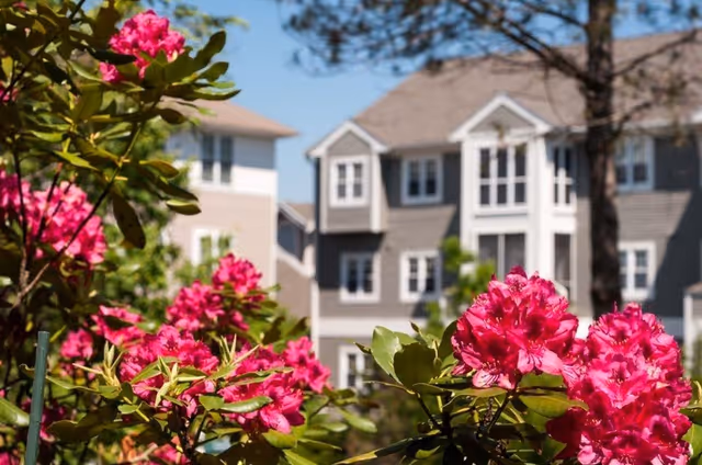 Bright pink flowers in the foreground with a multi-story residential building in the background under a clear blue sky.