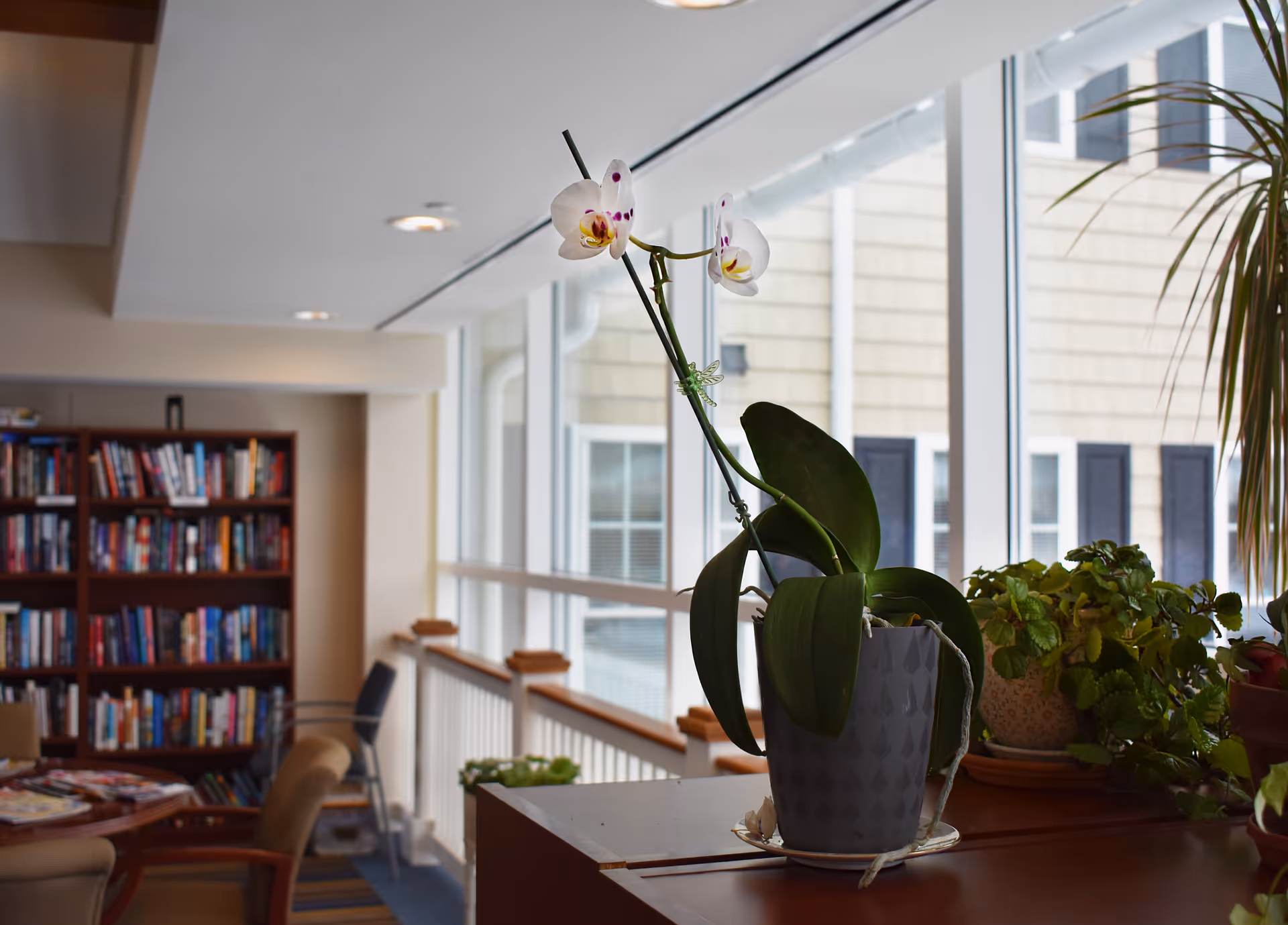 Potted orchid and other plants on a table in a bright common room with bookshelves and large windows.