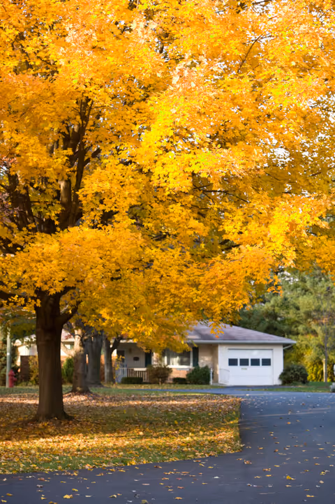 Large tree with bright yellow autumn leaves in front of a house and driveway.