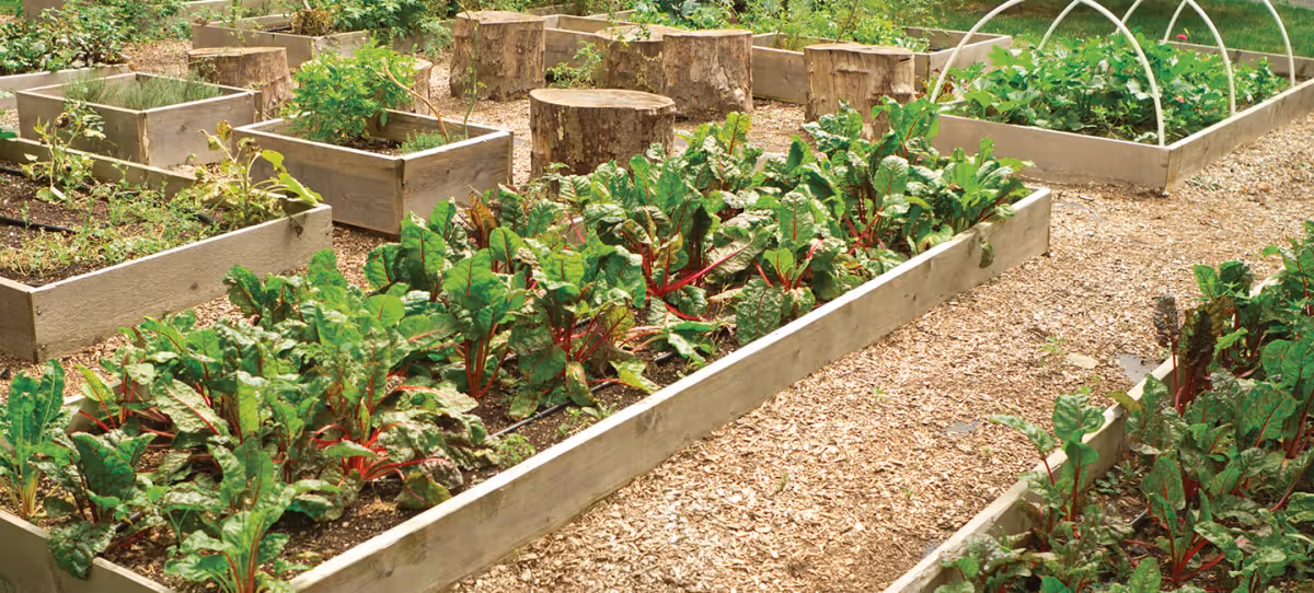 Raised wooden garden beds filled with leafy greens and wood-chip paths in an outdoor community garden.