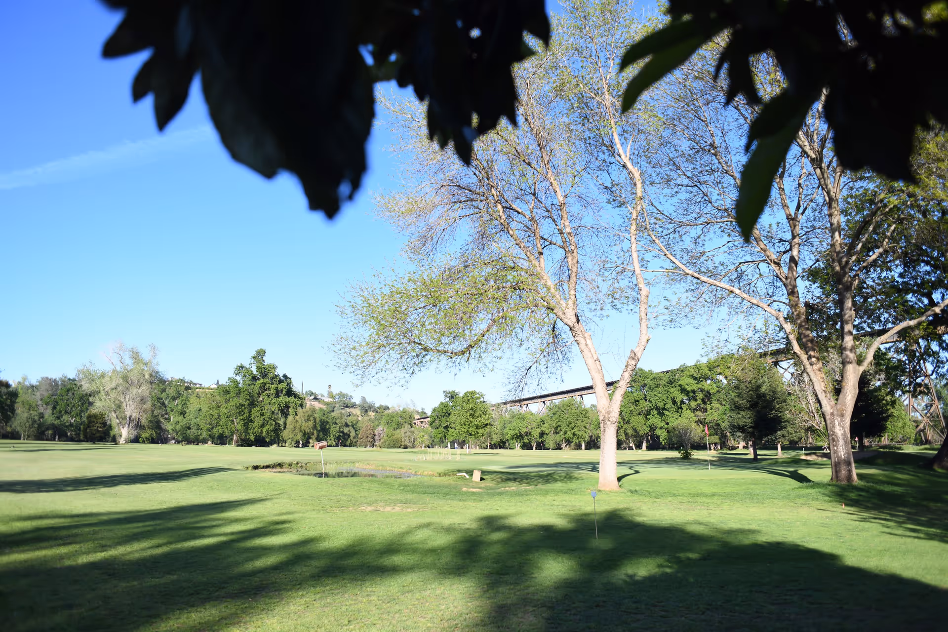 A sunny outdoor scene featuring a green grassy area with scattered trees casting shadows. In the background, there is a bridge structure and a clear blue sky. The image is framed at the top by some dark green leaves.
