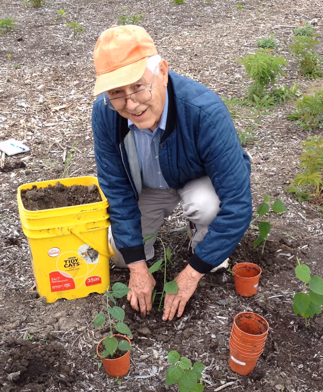 An elderly man wearing an orange cap, glasses, a blue jacket, and light-colored pants is kneeling outdoors on soil and planting a small green plant. There are several small orange pots and a yellow container filled with soil nearby.