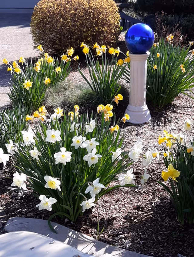 A garden bed with blooming white and yellow daffodils surrounding a white pedestal topped with a shiny blue gazing ball, with a trimmed bush and paved area in the background.