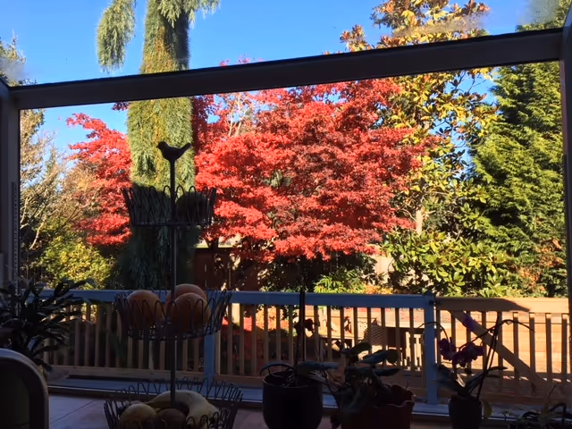 View through a large window showing a wooden deck railing and a vibrant garden with various trees, including a tall palm tree and a tree with bright red autumn leaves under a clear blue sky. Indoor plants and a tiered fruit basket are visible on the window sill.