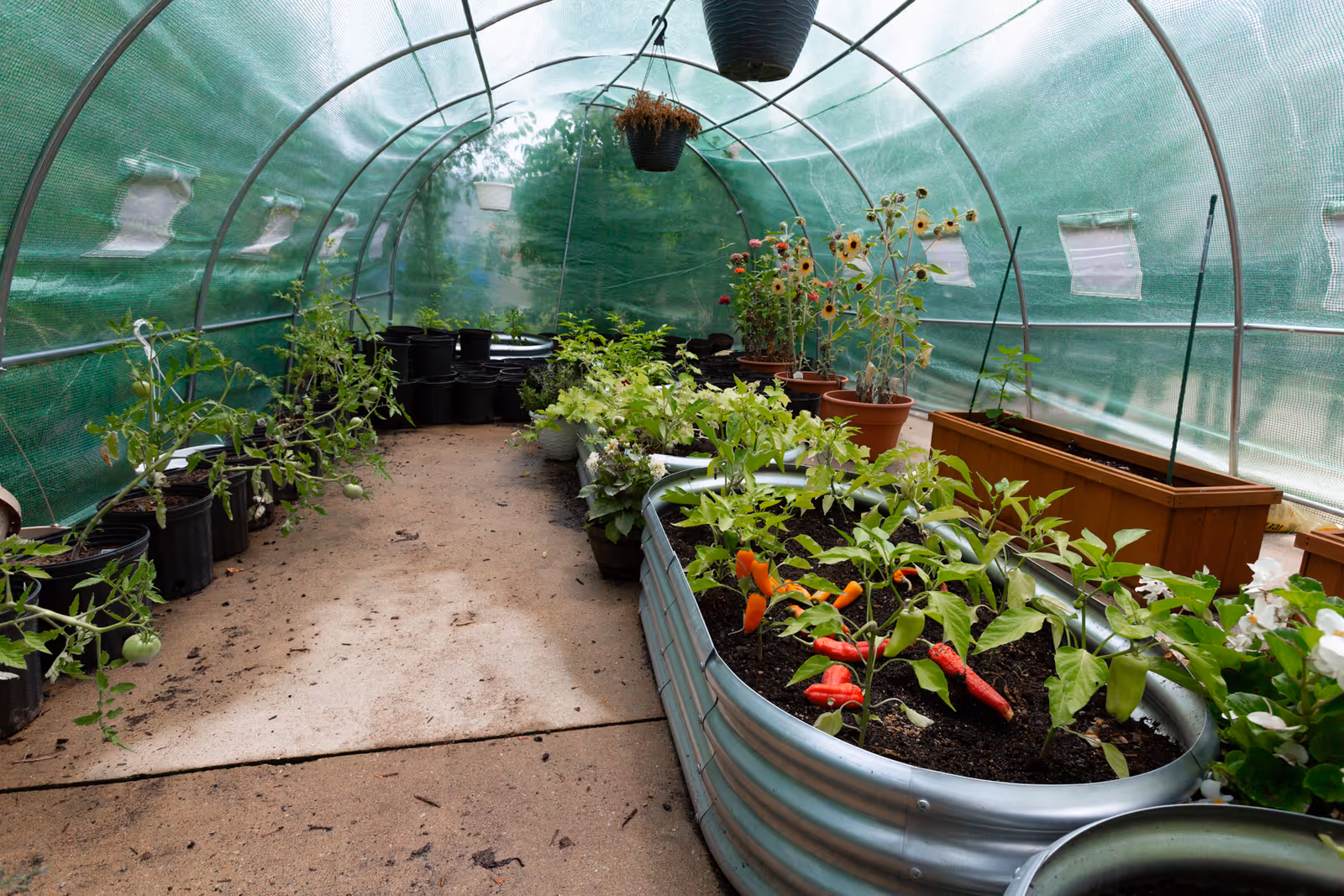Inside a greenhouse with a curved metal frame and green mesh covering. There are various plants growing in pots and raised garden beds, including tomatoes, peppers, and flowers. The floor is concrete with some soil scattered around. Hanging pots are suspended from the ceiling.