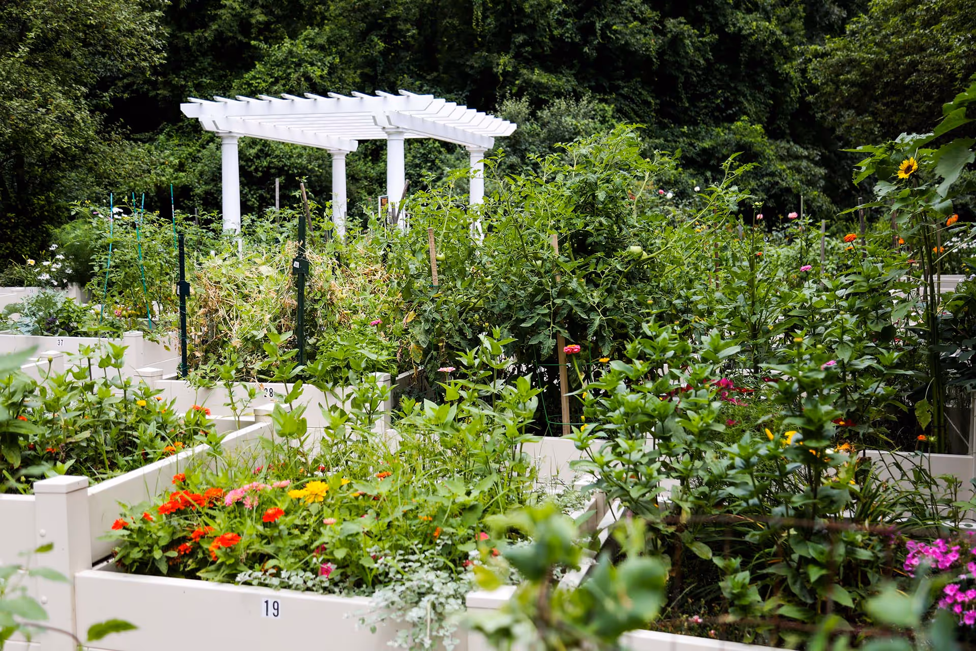 A vibrant community garden with multiple raised garden beds filled with various green plants and colorful flowers. In the background, there is a white pergola structure surrounded by dense green trees and foliage.