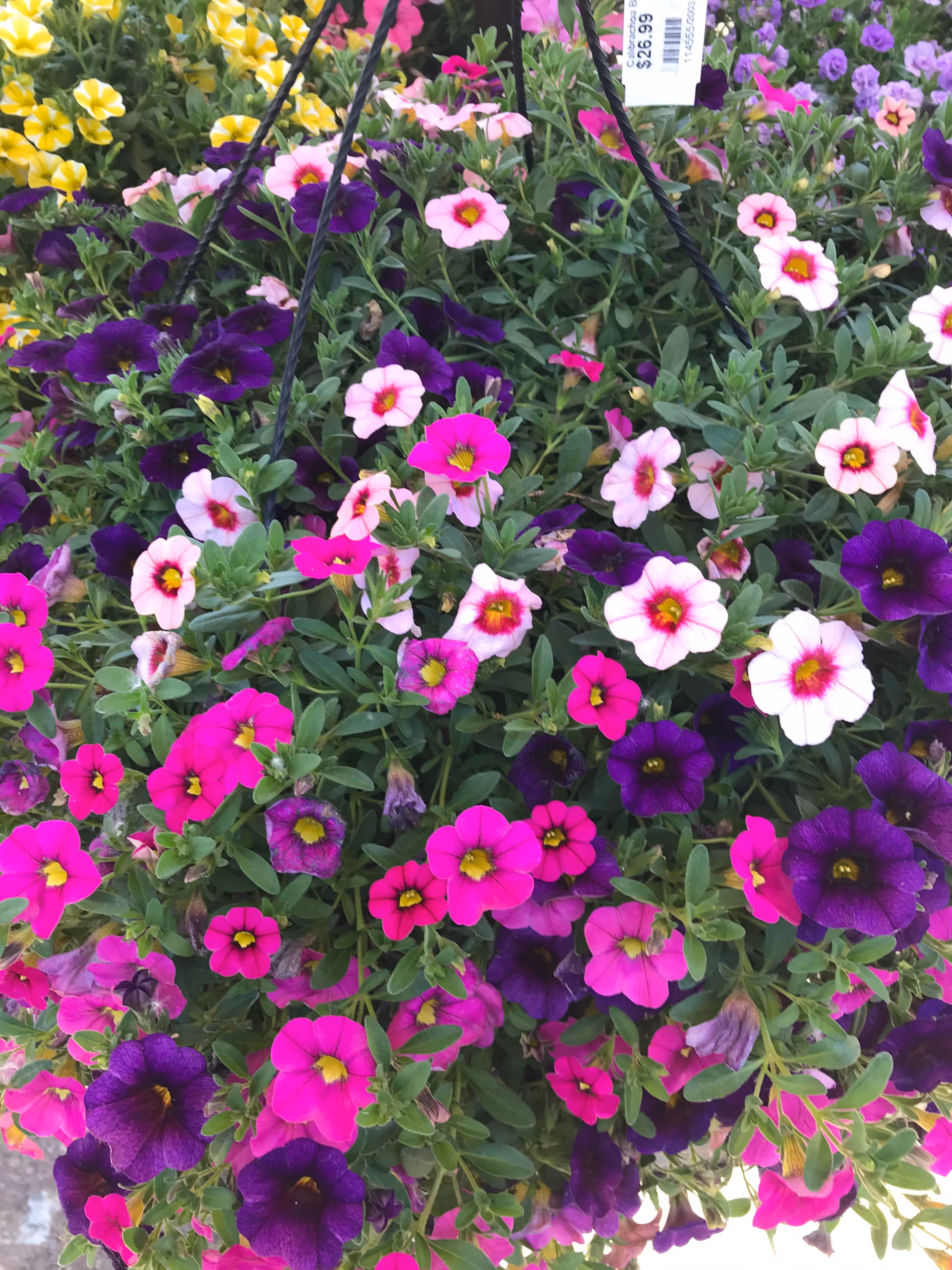 A hanging basket filled with vibrant flowers in shades of pink, purple, white, and yellow with green foliage.