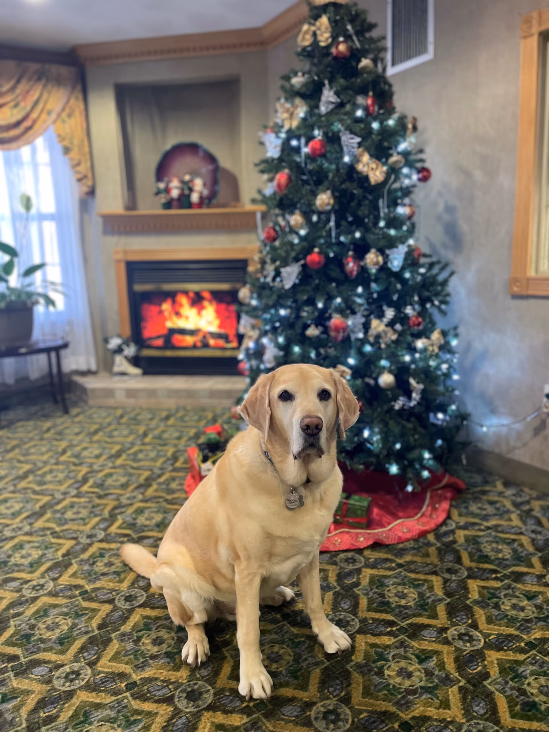 A yellow Labrador retriever dog sitting on a patterned carpet in a cozy room decorated for Christmas. Behind the dog is a decorated Christmas tree with lights, ornaments, and a red tree skirt. To the left, there is a fireplace with a fire burning and holiday decorations on the mantel. A window with curtains and a potted plant on a small table are also visible.