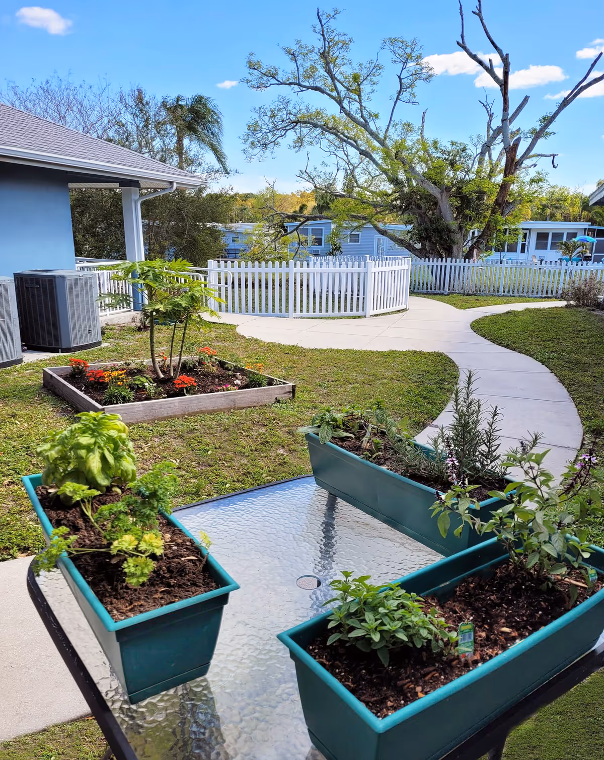 Outdoor garden area at Sweet Water at Largo featuring a glass table with three rectangular planters containing various herbs and plants. In the background, there is a small raised garden bed with flowers, a white picket fence, a curved concrete pathway, and several buildings surrounded by trees under a blue sky with some clouds.