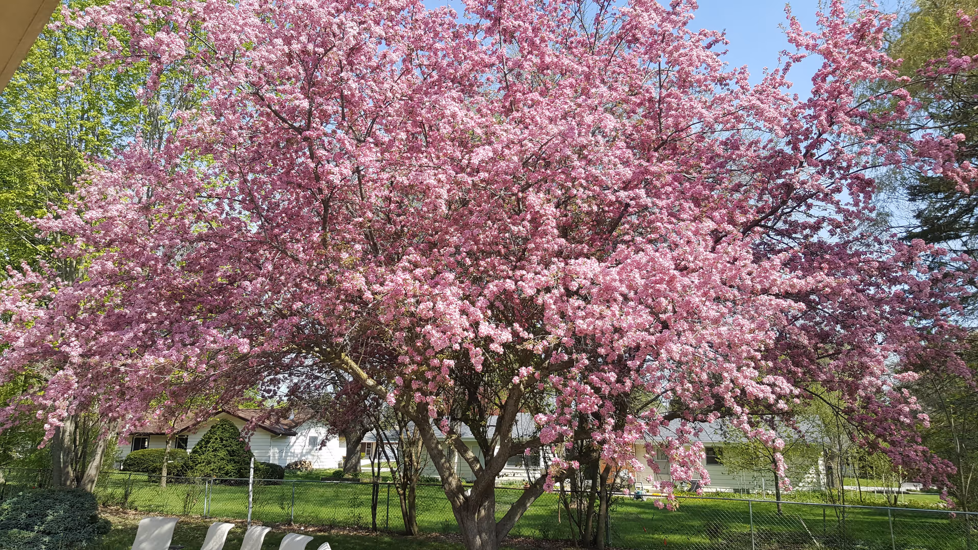 A large tree covered in pink blossoms in full bloom with a green lawn and a chain-link fence in the background. Behind the fence, there are houses and other trees under a clear blue sky.