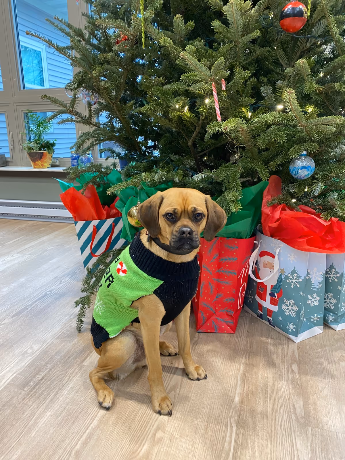 A small dog wearing a green and black sweater sits on a wooden floor in front of a decorated Christmas tree with ornaments and candy canes. Several colorful gift bags with tissue paper are placed under the tree. A window with a view of the outside is visible in the background.