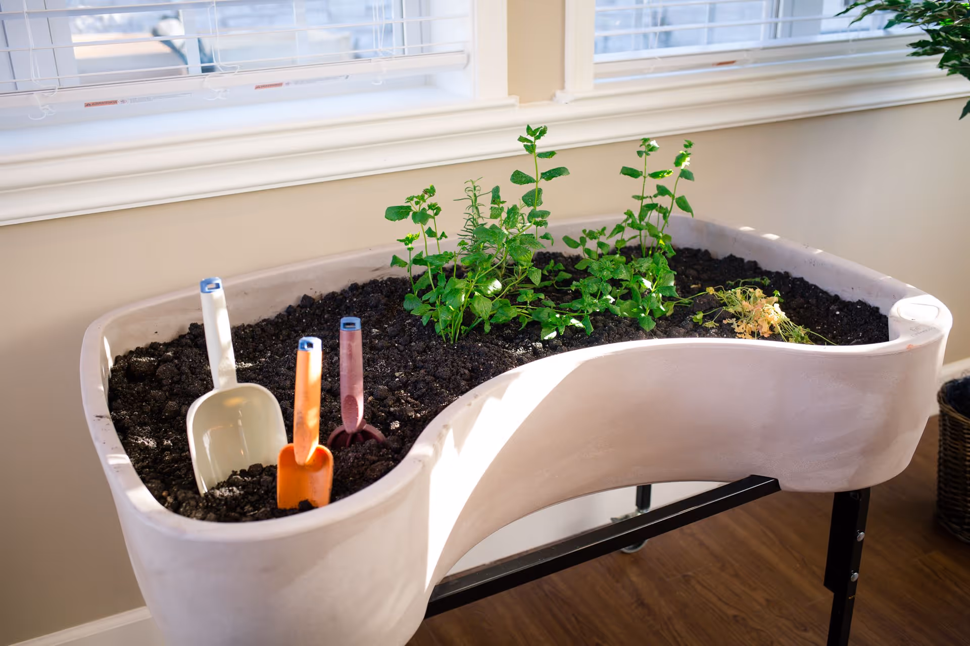 An indoor gardening planter filled with soil and small green plants, with three gardening tools (a white, orange, and purple trowel) stuck in the soil. The planter is placed near a window with white blinds, and the floor is wooden.