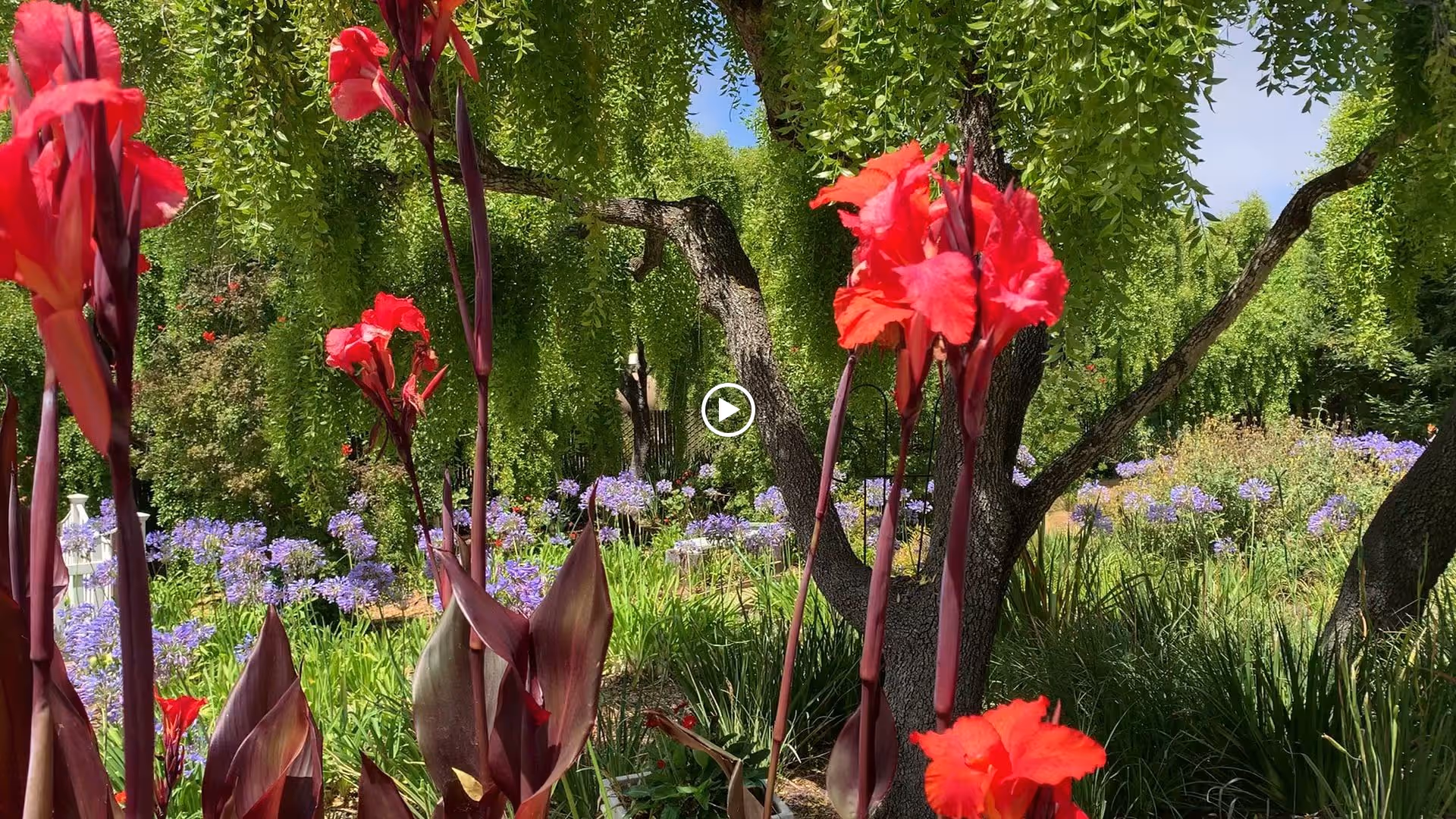 A vibrant garden scene featuring tall red flowers in the foreground with lush green trees and purple flowers in the background under a clear blue sky.