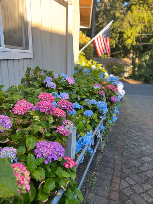 A garden bed filled with blooming hydrangea flowers in shades of pink, purple, and blue along the side of a light-colored building. An American flag is mounted on the building, and a paved pathway runs alongside the garden bed. Trees and greenery are visible in the background.