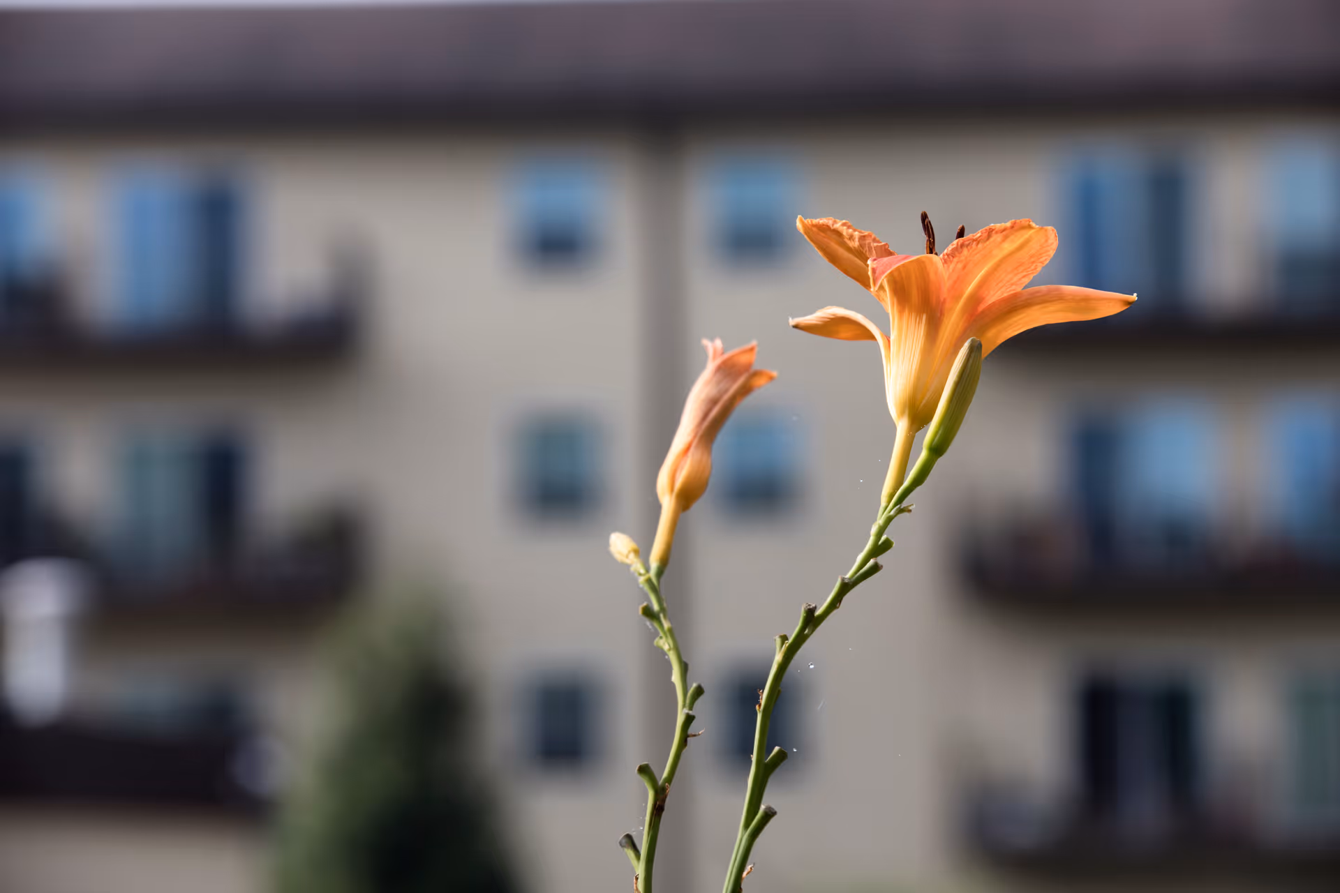 Close-up of two orange daylily flowers with a blurred multi-story building in the background.