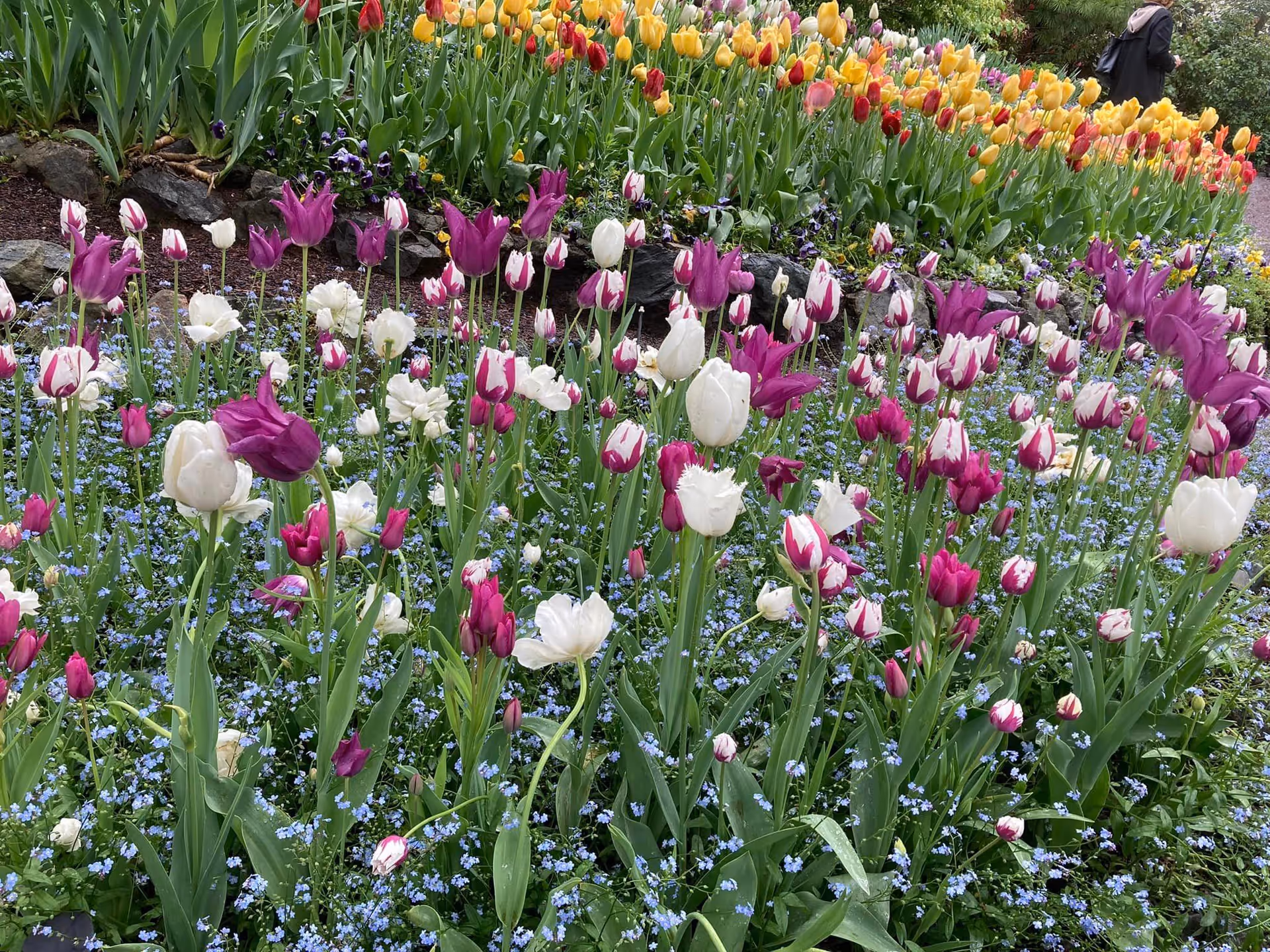 A vibrant garden bed filled with various colorful tulips including purple, white, and yellow varieties, along with small blue flowers covering the ground. In the background, a person is partially visible walking along a path.