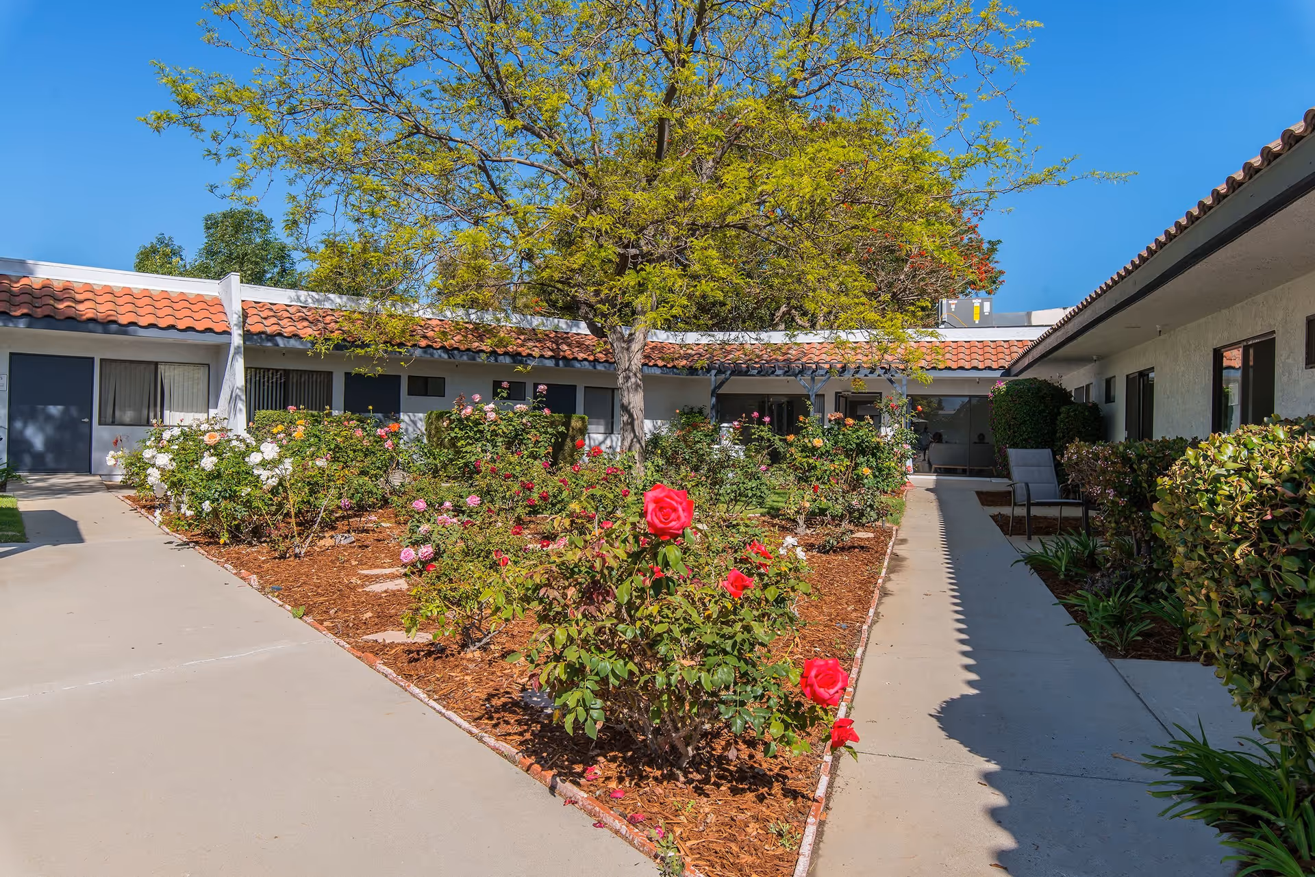 Outdoor courtyard area of Aasta Assisted Living of Camarillo featuring a garden with blooming roses and a tree in the center, surrounded by a walkway and single-story building with tiled roof and windows.