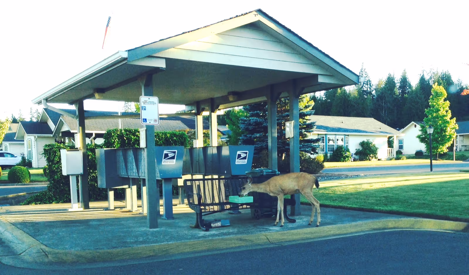 A covered outdoor mail area with multiple USPS mailboxes and a bench. A deer is standing near the bench, appearing to sniff or investigate it. In the background, there are residential houses, trees, and a well-maintained lawn under a clear sky.