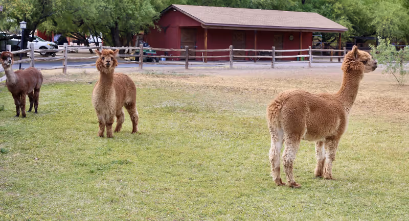 Three alpacas standing on a grassy area with a wooden fence and a red barn-like building in the background surrounded by trees.