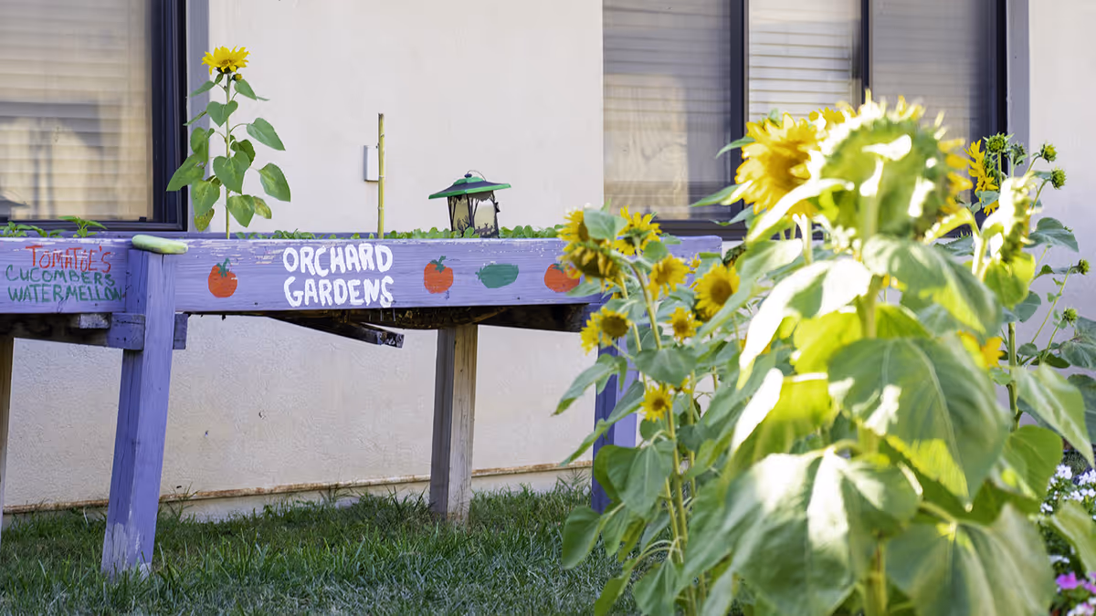 Raised purple planter labeled "Orchard Gardens" with sunflowers growing in front of a building wall and windows.