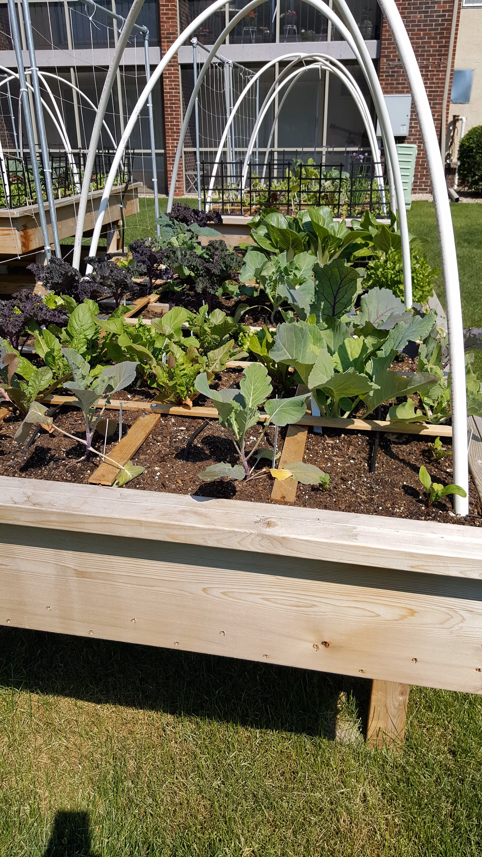 Raised garden beds with various leafy green plants growing, supported by white curved trellis frames, situated outdoors on a grassy area with a brick building in the background.