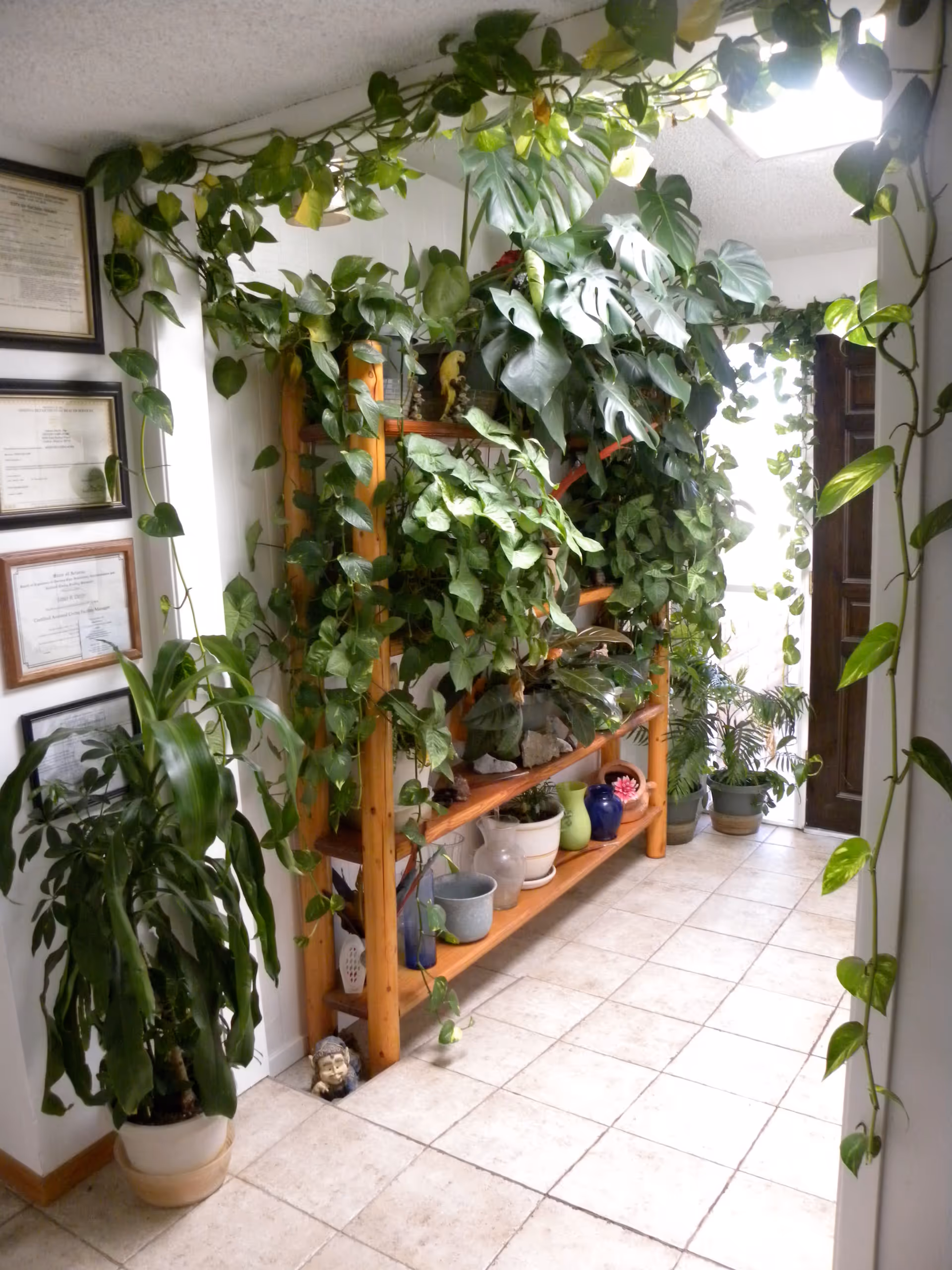 Hallway interior with a wooden shelf covered in many potted plants and trailing vines, tile floor, and framed certificates on the wall.