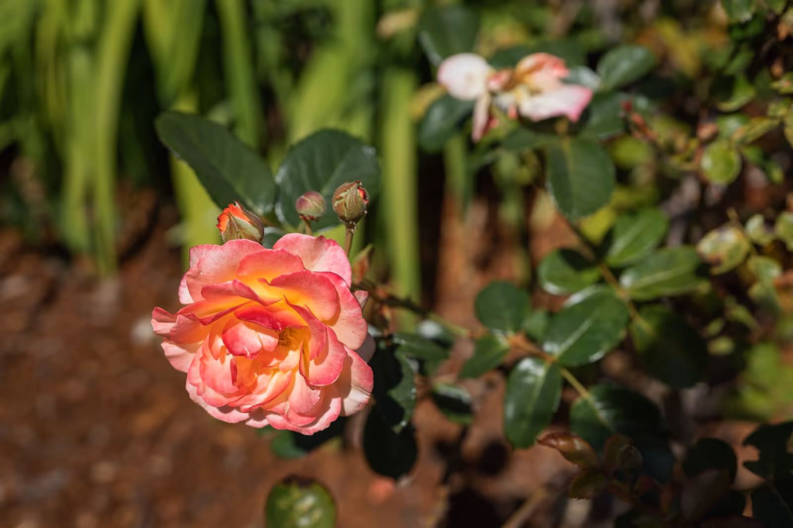 Close-up of a pink-and-yellow rose bloom with buds and green leaves in a garden.
