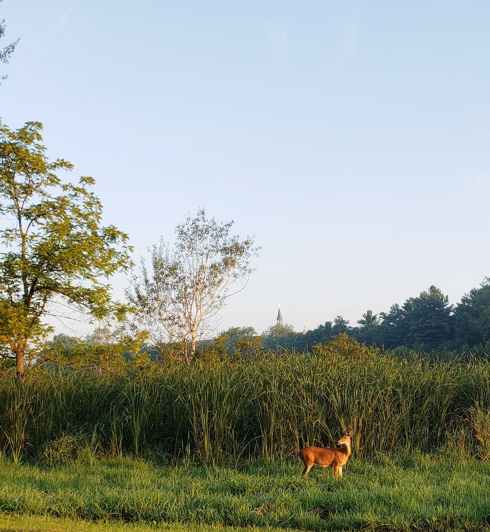A deer standing in a grassy field near tall reeds with trees and a clear blue sky in the background.