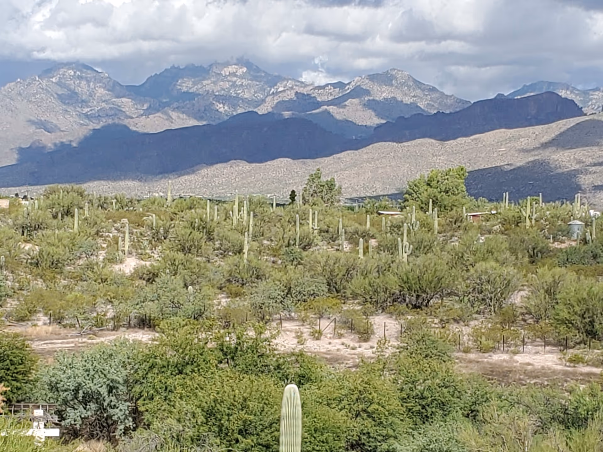 A scenic view of a desert landscape with numerous cacti and shrubs in the foreground, and a range of rugged mountains under a cloudy sky in the background.