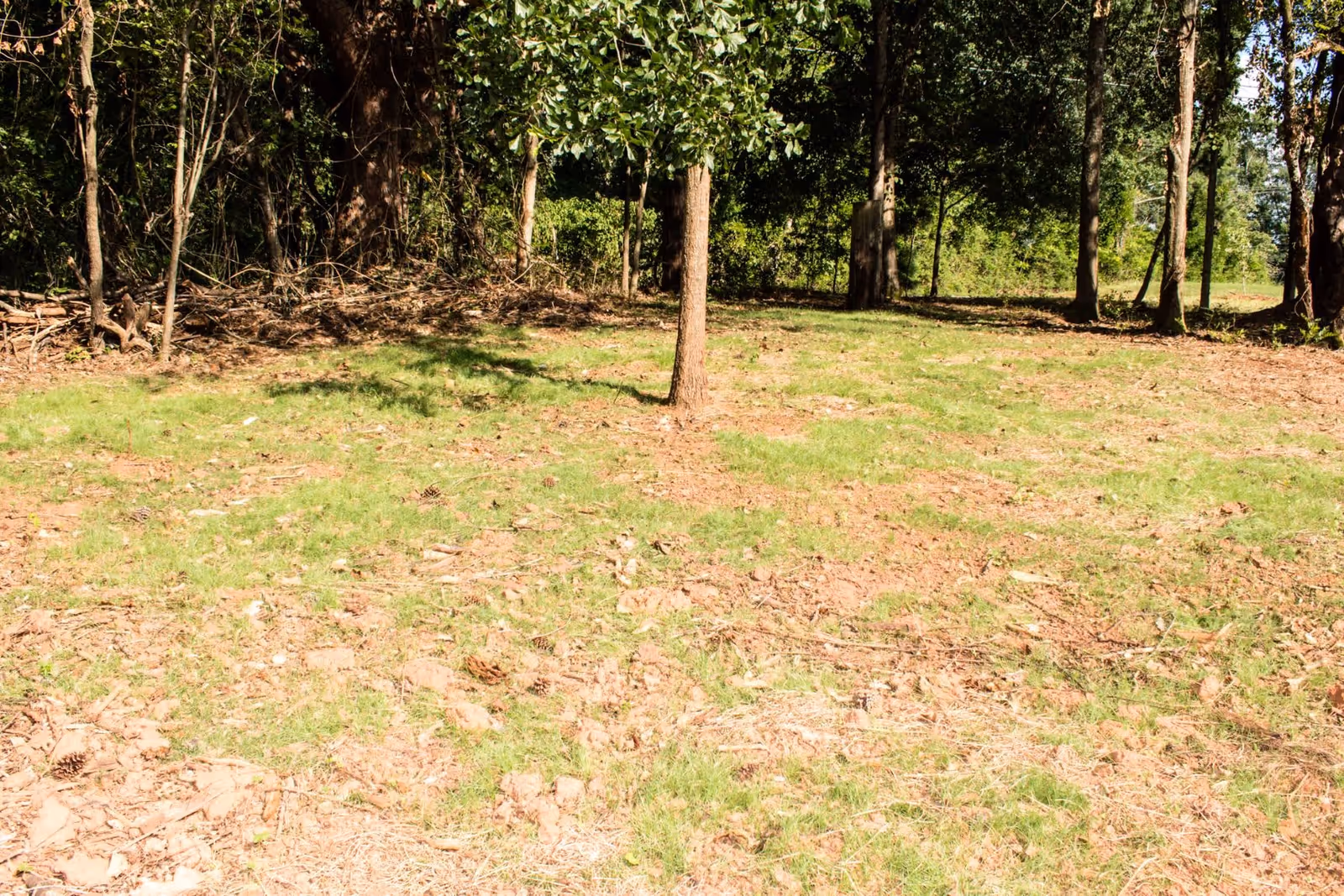 Sunlit grassy clearing with scattered trees and a wooded treeline in the background.