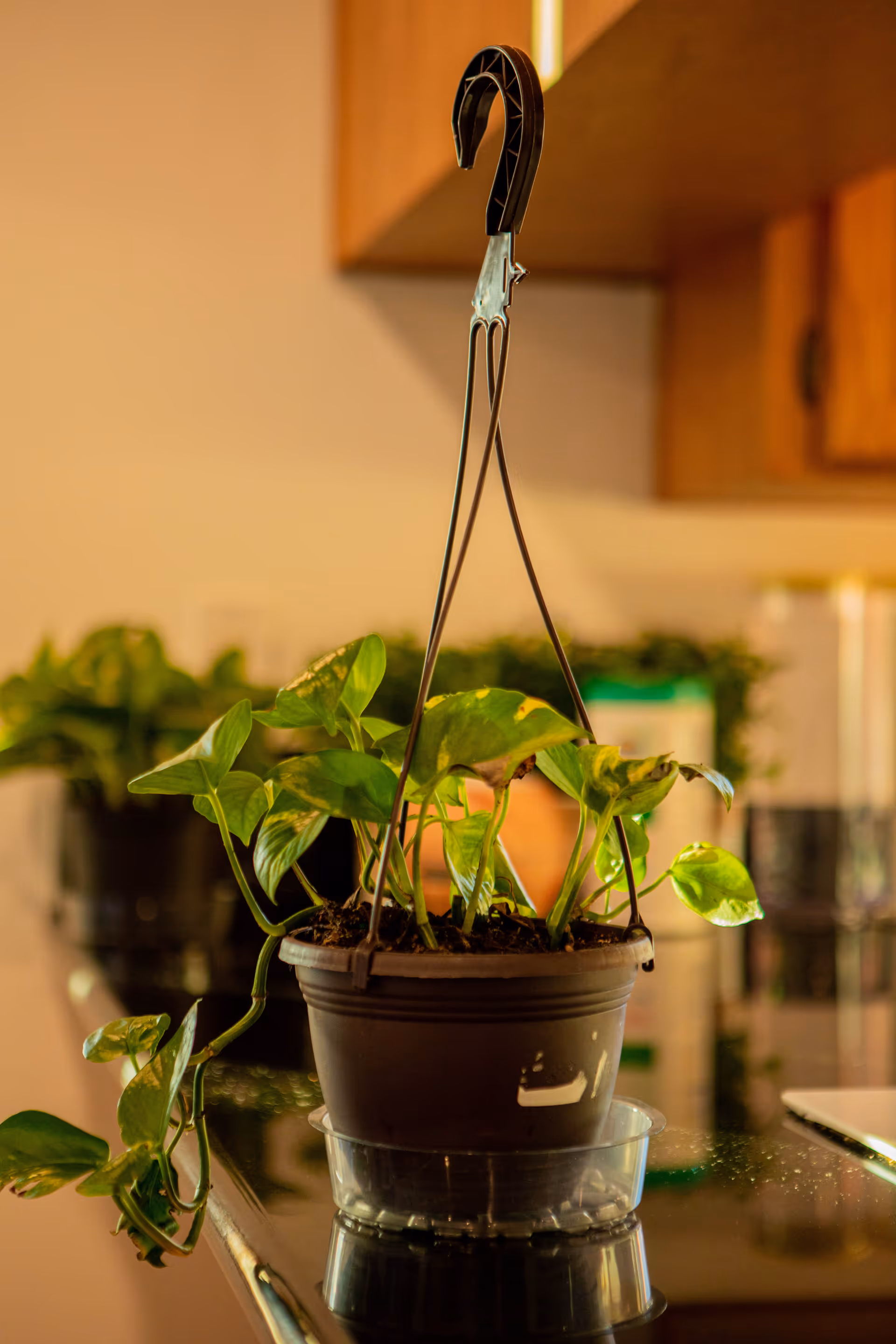 A hanging potted green plant placed on a reflective kitchen counter with wooden cabinets in the background.