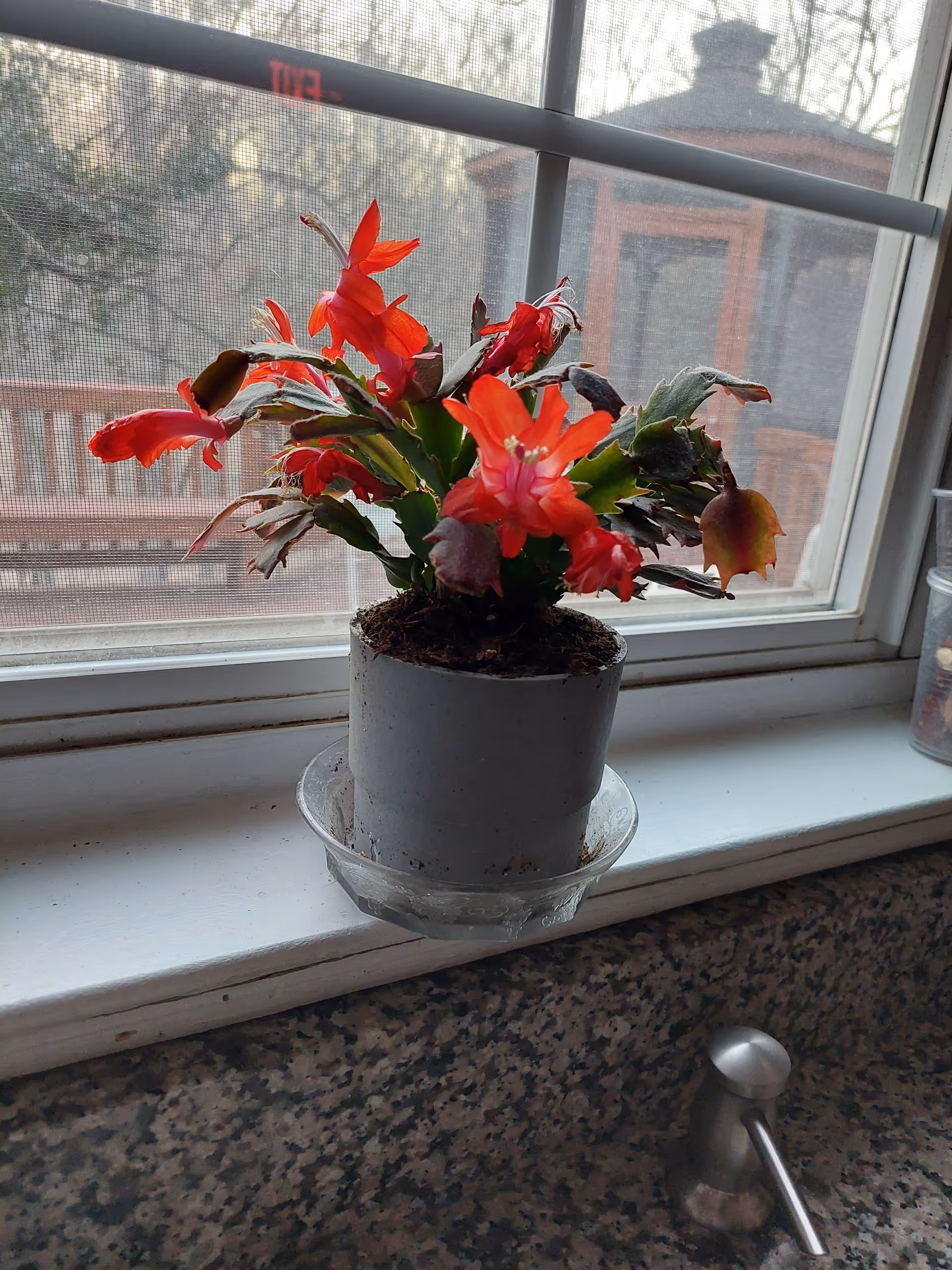 A small potted plant with red flowers placed on a windowsill inside a room. The window has a mesh screen and outside, a wooden deck and trees are visible. Below the windowsill is a granite countertop with a silver soap dispenser.