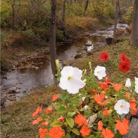 Red, white, and orange flowers in a planter beside a small wooded creek.