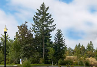 A person walking on a paved path surrounded by tall evergreen trees and other greenery under a partly cloudy sky.