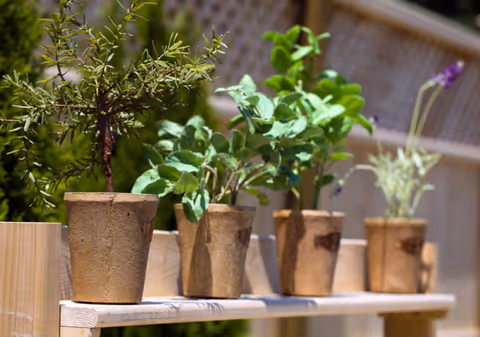 A row of small potted plants placed on a wooden shelf outdoors with a lattice fence in the background.
