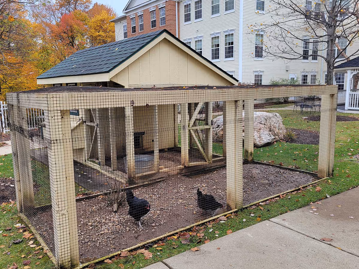 An outdoor chicken coop with two black chickens inside, situated on a grassy area near a sidewalk. Behind the coop is a beige building with multiple windows and autumn-colored trees in the background.