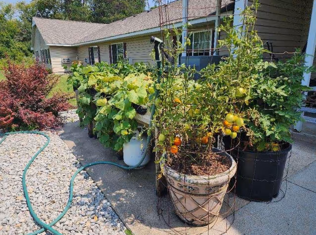 Potted tomato and cucumber plants with a garden hose along a walkway outside a single-story building.