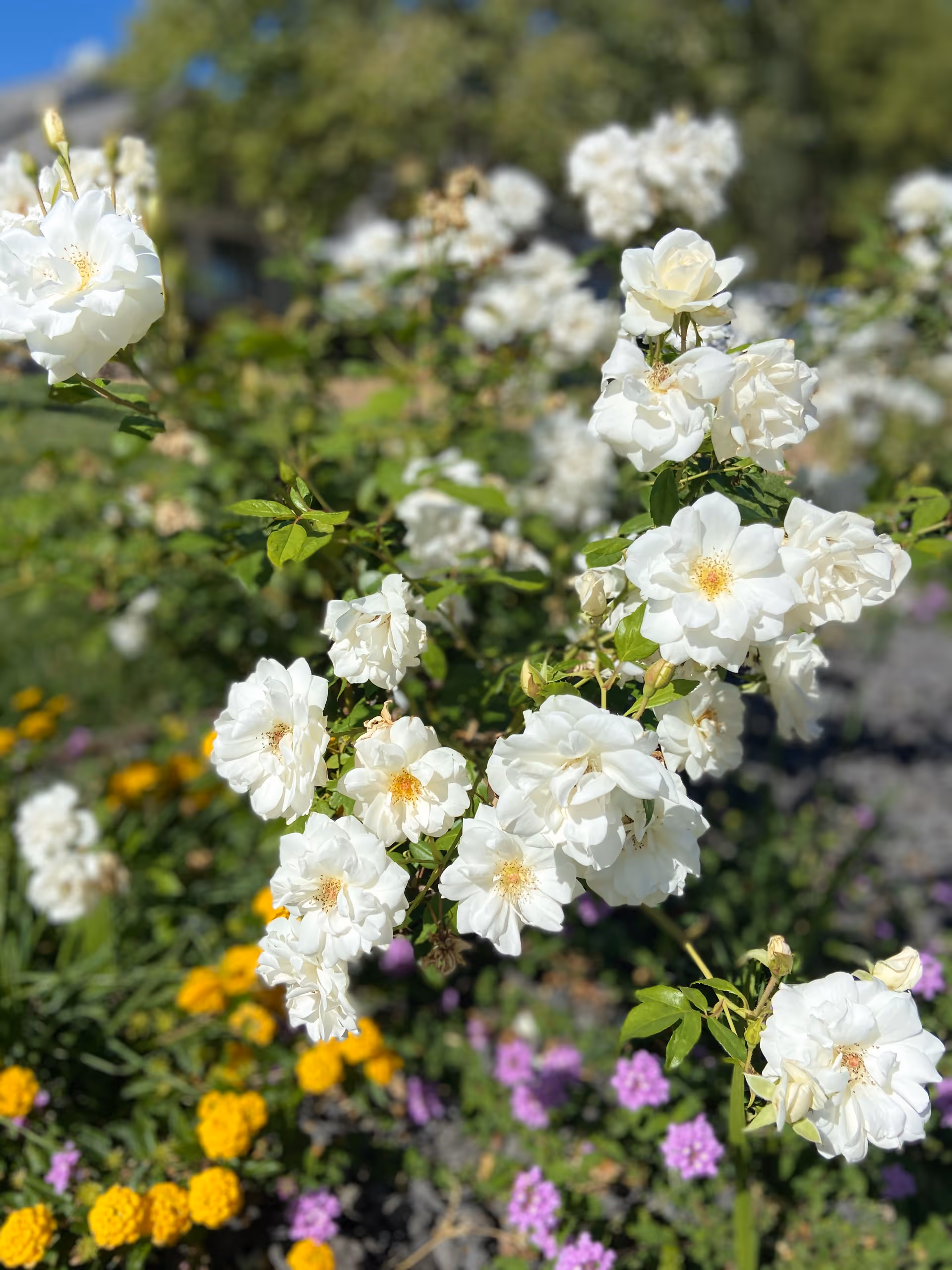 Cluster of white roses with yellow and purple flowers in a sunny garden.
