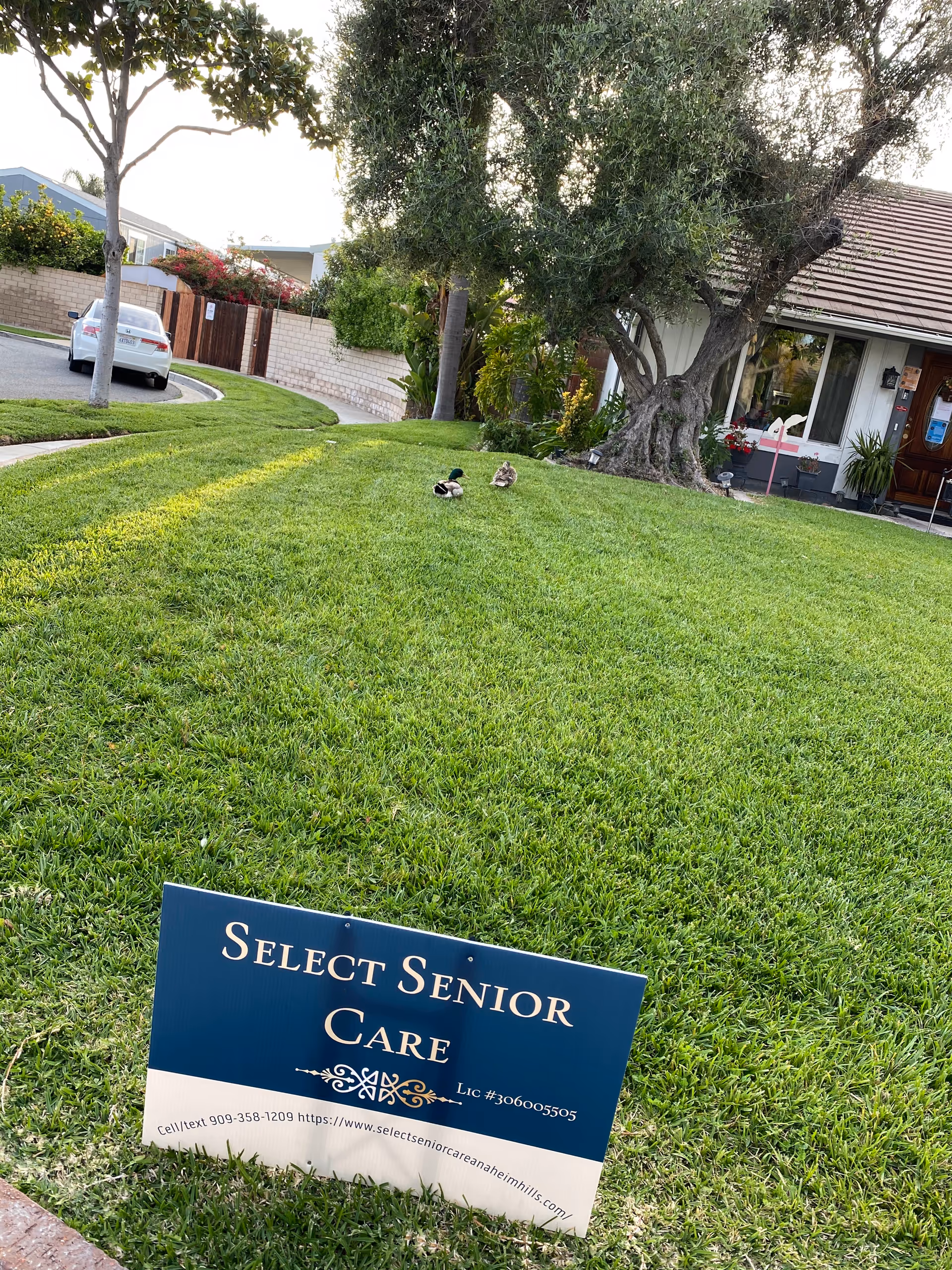 A well-maintained green lawn with a large tree and two ducks resting on the grass. In the background, there is a house with a tiled roof, windows, and a front door. A blue sign on the lawn reads 'Select Senior Care' with contact information and a license number. A white car is parked on the street to the left, and a brick wall with a wooden gate is visible behind the lawn.