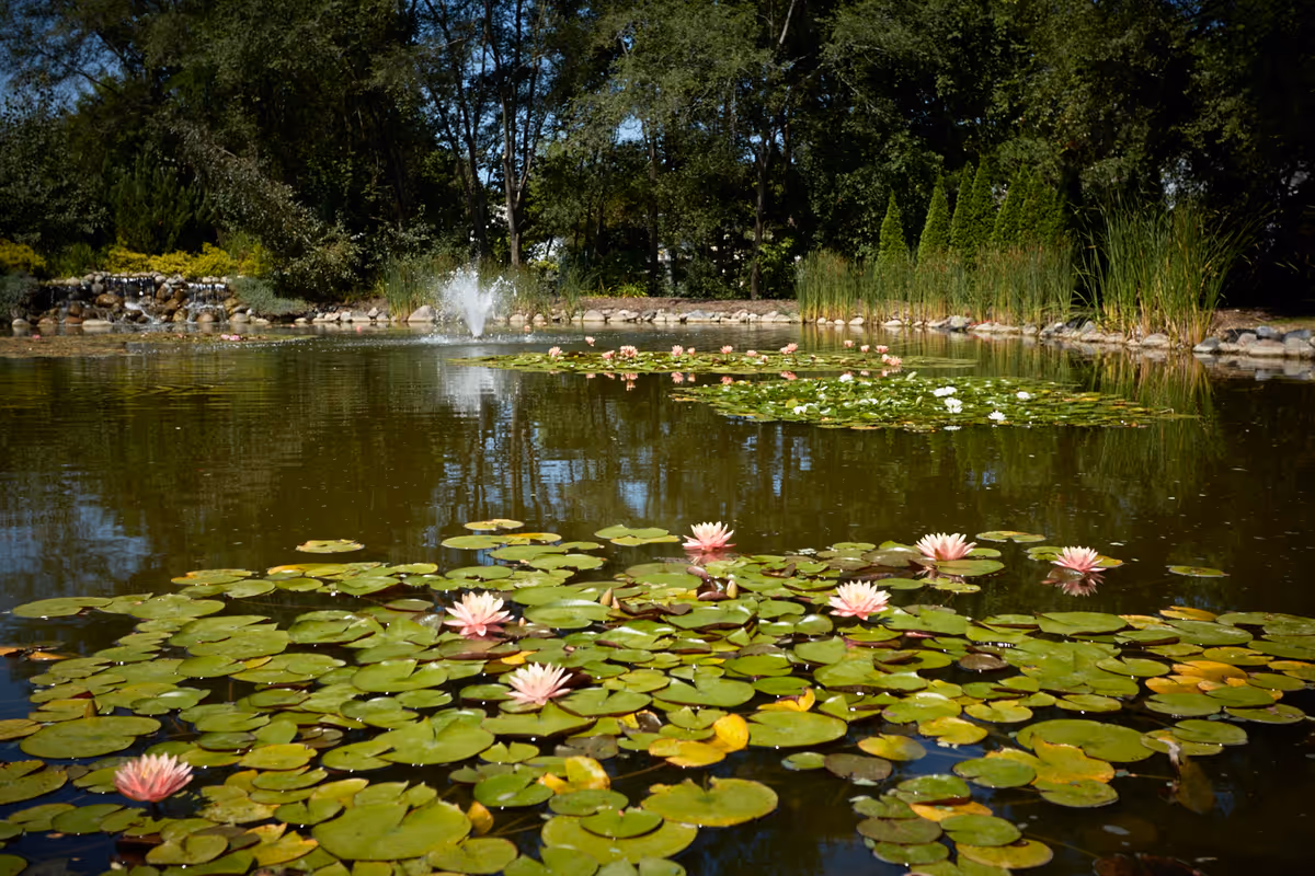 A serene pond filled with green lily pads and pink water lilies, surrounded by trees and tall grasses, with a small water fountain and a rock waterfall feature in the background.