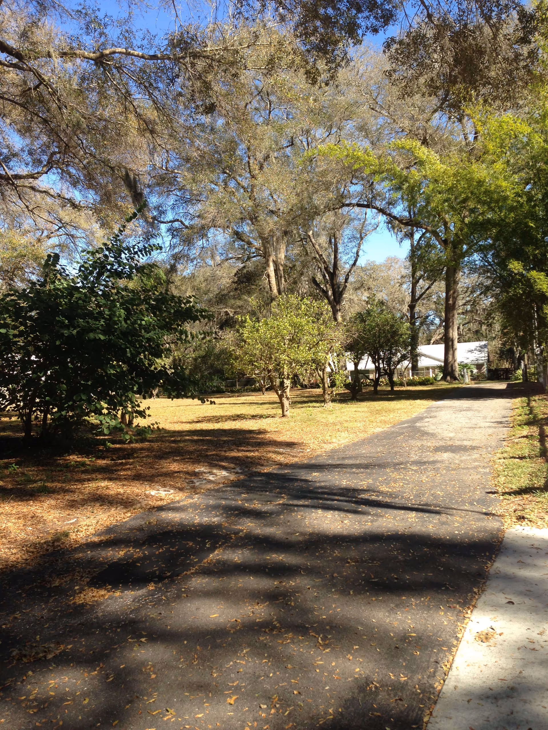 A paved pathway surrounded by trees and bushes with scattered fallen leaves under a clear blue sky, leading towards a white building partially visible in the background.