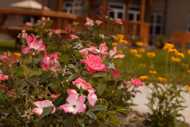 Close-up view of pink and yellow flowers in a garden area with a building and windows in the background, suggesting an outdoor space at a senior living facility.