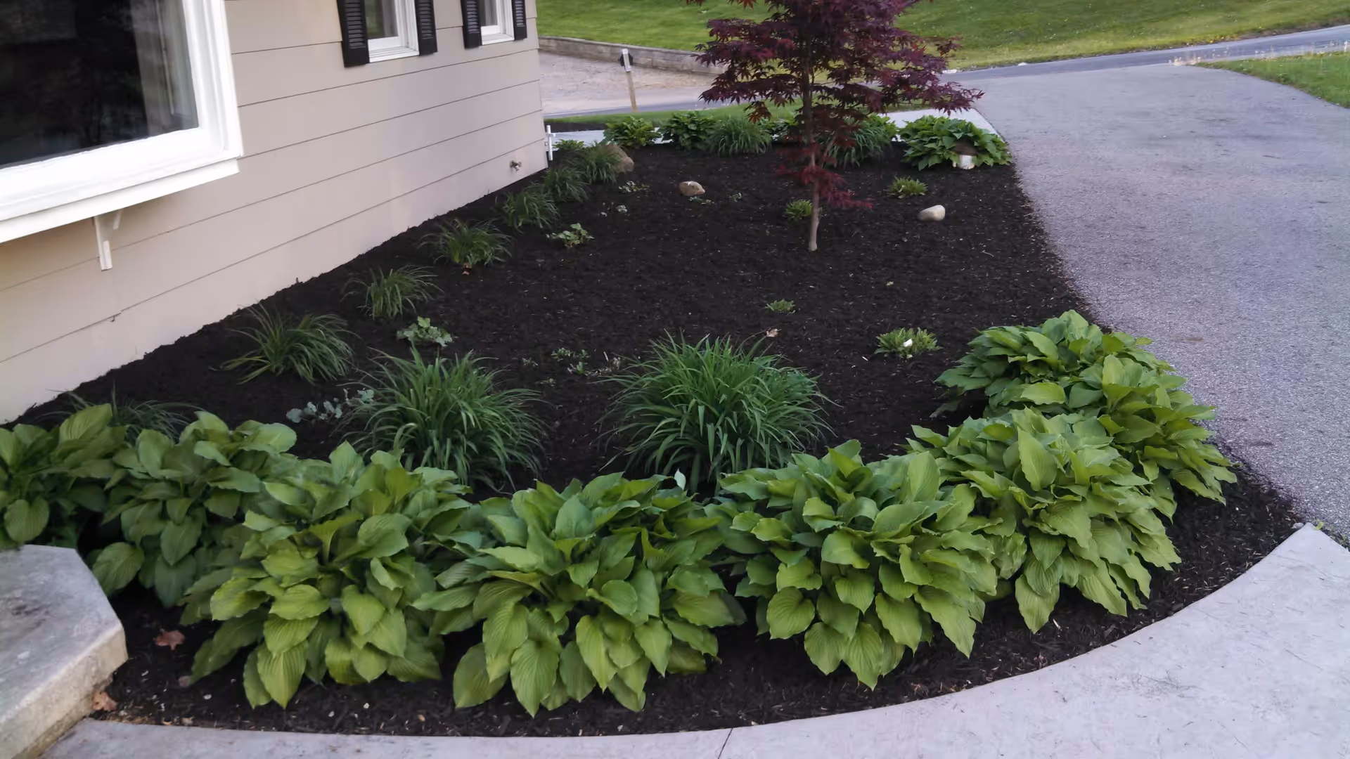 A landscaped garden bed next to a beige house with green leafy plants, small shrubs, and a small tree. The garden bed is bordered by a concrete walkway and an asphalt driveway.