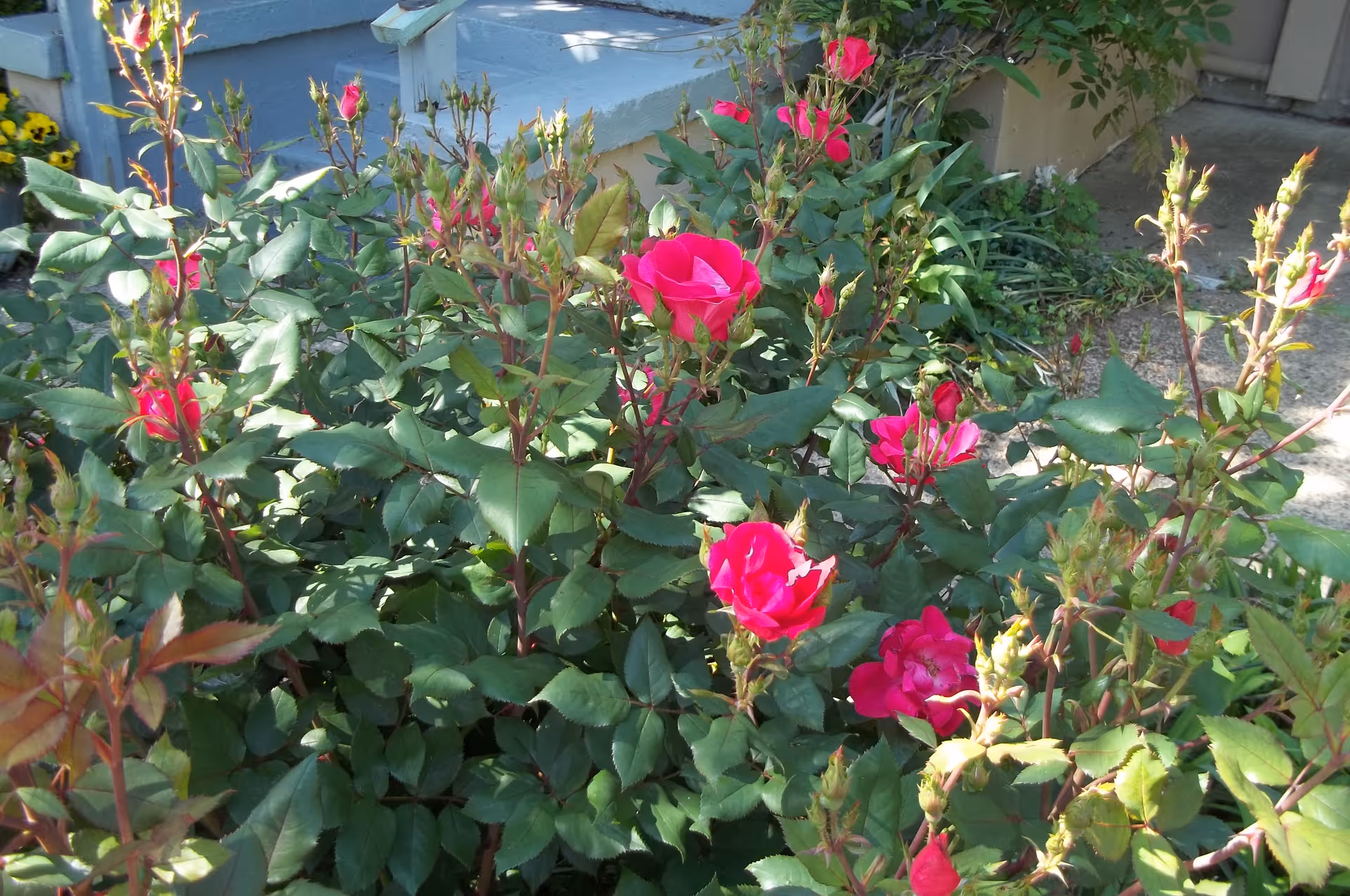A garden area with vibrant pink roses and green foliage in front of a building entrance with steps and a concrete path.