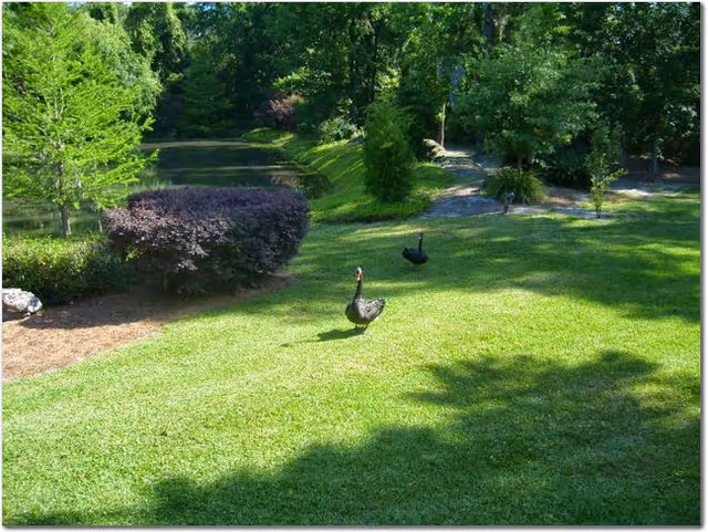 A green outdoor garden area with well-maintained grass, trees, bushes, and two black swans walking on the lawn. The background shows dense trees and shaded areas.